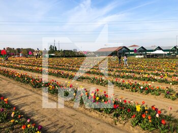 2022-04-12 - Third edition of Tulipani delle Meraviglie at Vimodrone near Milan, Italy, on April 12. 40 thousand square meters with 300 thousand bulbs of 50 different varieties of tulips for tourists to visit. - THIRD EDITION OF TULIPANI DELLE MERAVIGLIE - NEWS - ENVIRONMENT