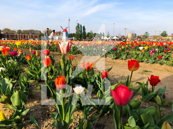2022-04-12 - Third edition of Tulipani delle Meraviglie at Vimodrone near Milan, Italy, on April 12. 40 thousand square meters with 300 thousand bulbs of 50 different varieties of tulips for tourists to visit. - THIRD EDITION OF TULIPANI DELLE MERAVIGLIE - NEWS - ENVIRONMENT