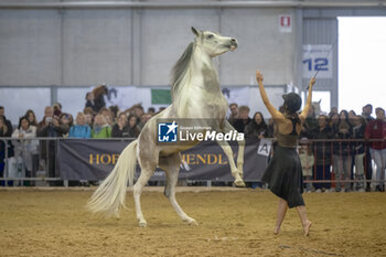 2023-11-10 - 2023 Fieracavalli Verona , the Centuries-Old Horse Fair - FIERA CAVALLI - HORSE FAIR - REPORTAGE - EVENTS
