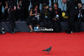 2023-08-30 - A pigeon walks the opening red carpet at the 80th Venice International Film Festival on August 30, 2023 in Venice, Italy.©Photo: Cinzia Camela. - OPENING RED CARPET - 80° VENICE INTERNATIONAL FILM FESTIVAL - NEWS - VIP