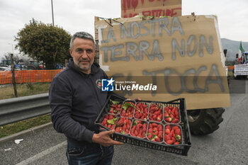 2024-02-05 - Tractor protest, fruit and vegetables thrown out in protest and to raise attention to the crisis in the agricultural sector, in the Caserta area at the A1 motorway junction of Santa Maria Capua Vetere farmers in permanent garrison for three days, several hundred bags containing fruit and vegetables were given to passers-by in cars. - TRACTOR PROTEST, FRUIT AND VEGETABLES THROWN OUT  - NEWS - CHRONICLE