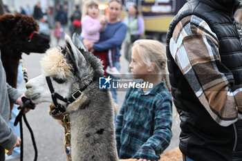 2024-11-08 - 126 Horse Fair – Verona Italy 2024 - 126A FIERA CAVALLI 2024 - NEWS - EVENTS