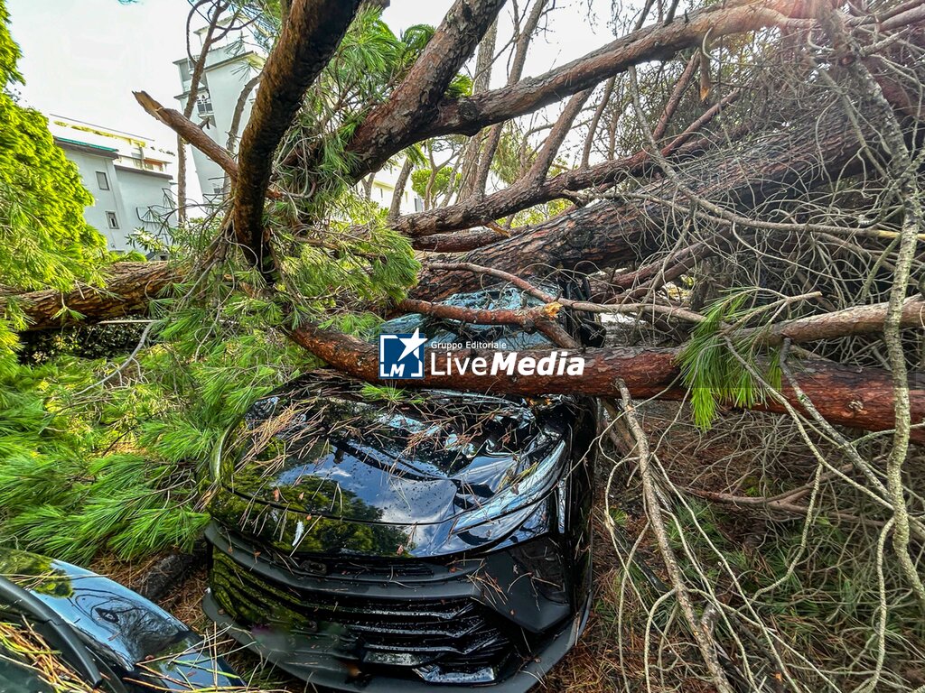Water bomb on Milano Marittima trees on the ground - NEWS - CHRONICLE