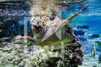2020-08-28 - Genova's aquarium - ACQUARIO DI GENOVA - REPORTAGE - PLACES