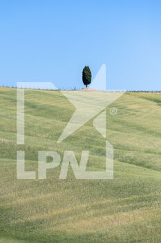 2021-06-02 - hills and cypresses in Tuscany, blooming in spring - SPRING IN TUSCANY - REPORTAGE - PLACES