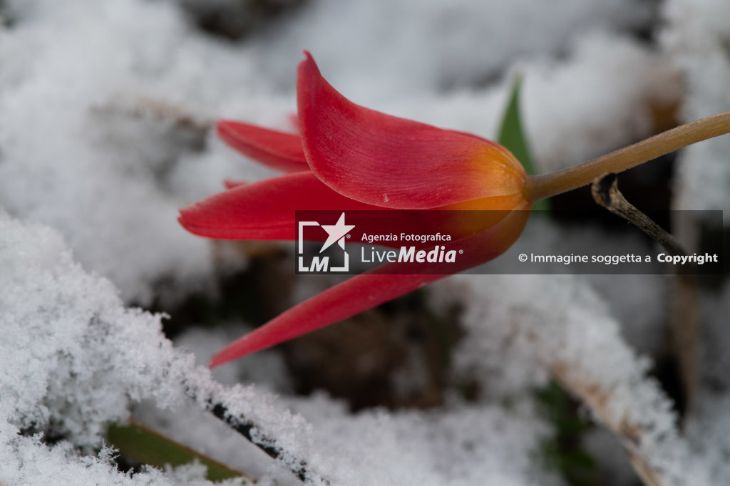 Ondata di freddo e neve del centro Italia - NEWS - ENVIRONMENT