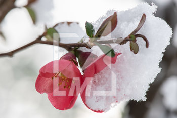 2020-03-25 - Ondata di freddo e neve sul centro Italia. Nevicate di primavera fino a bassa quota - ONDATA DI FREDDO E NEVE DEL CENTRO ITALIA - NEWS - ENVIRONMENT