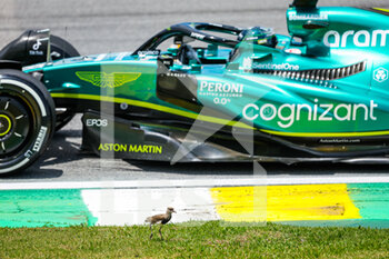 12/11/2022 - A bird seen trackside with cars in action during the Formula 1 Heineken Grande Premio de São Paulo 2022, Sao Paulo Grand Prix Grand Prix 2022, 21st round of the 2022 FIA Formula One World Championship from November 11 to 13, 2022 on the Interlagos Circuit, in Sao Paulo, Brazil - F1 - SAO PAULO GRAND PRIX 2022 - FORMULA 1 - MOTORI