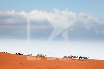 2022-01-09 - Camels in the dunes, landscape during the Stage 7 of the Dakar Rally 2022 between Riyadh and Al Dawadimi, on January 9th 2022 in Al Dawadimi, Saudi Arabia - STAGE 7 OF THE DAKAR RALLY 2022 BETWEEN RIYADH AND AL DAWADIMI - RALLY - MOTORS