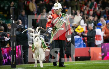 2022-03-11 - Mountain goat, The regimental mascot of 3rd Battalion The Royal Welsh during the Six Nations 2022 rugby union match between Wales and France on March 11, 2022 at Principality Stadium in Cardiff, Wales - SIX NATIONS 2022 - WALES VS FRANCE - SIX NATIONS - RUGBY