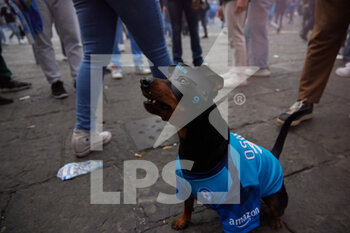 2023-04-30 - A dog with Osimhen mask and shirt, Piazza Plebiscito,  Naples April 30th, 2023. ©Photo: Cinzia Camela. - CELEBRATIONS NAPOLI SOCCER CHAMPIONSHIP (SCUDETTO) VICTORY - OTHER - SOCCER