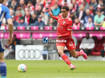 2023-05-13 - Jamal Musiala of Bayern Munich during the German championship Bundesliga football match between Bayern Munich and Schalke 04 on May 13, 2023 at Allianz Arena in Munich, Germany - FOOTBALL - GERMAN CHAMP - BAYERN MUNICH V SCHALKE 04 - GERMAN BUNDESLIGA - SOCCER