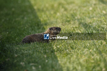 2023-06-16 - Groundhog watching F1 cars during the Formula 1 Pirelli Grand Prix du Canada, 8th round of the 2023 Formula One World Championship from June 16 to 18, 2023 on the Circuit Gilles Villeneuve, in Montréal, Canada - F1 - CANADIAN GRAND PRIX 2023 - FORMULA 1 - MOTORS