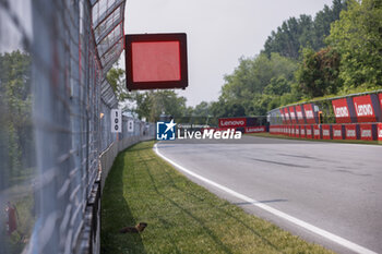 2023-06-16 - Red flag, drapeau and a groundhog during the Formula 1 Pirelli Grand Prix du Canada, 8th round of the 2023 Formula One World Championship from June 16 to 18, 2023 on the Circuit Gilles Villeneuve, in Montréal, Canada - F1 - CANADIAN GRAND PRIX 2023 - FORMULA 1 - MOTORS