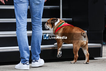2023-07-06 - Roscoe, dog of HAMILTON Lewis (gbr), Mercedes AMG F1 Team W13, portrait during the 2023 Formula 1 Aramco British Grand Prix, 10th round of the 2023 Formula One World Championship from July 7 to 9, 2023 on the Silverstone Circuit, in Silverstone, United Kingdom - F1 - BRITISH GRAND PRIX 2023 - FORMULA 1 - MOTORS