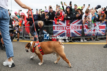 2023-07-09 - Roscoe, dog of Lewis Hamilton during the 2023 Formula 1 Aramco British Grand Prix, 10th round of the 2023 Formula One World Championship from July 7 to 9, 2023 on the Silverstone Circuit, in Silverstone, United Kingdom - F1 - BRITISH GRAND PRIX 2023 - RACE - FORMULA 1 - MOTORS