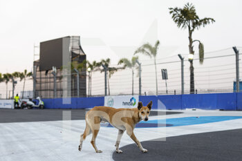 2023-02-09 - Dog during the 2023 Hyderabad ePrix, 3rd meeting of the 2022-23 ABB FIA Formula E World Championship, on the Hyderabad Street Circuit from February 9 to 11, in Hyderabad, India - AUTO - 2022 FORMULA E HYDERABAD EPRIX - FORMULA E - MOTORS