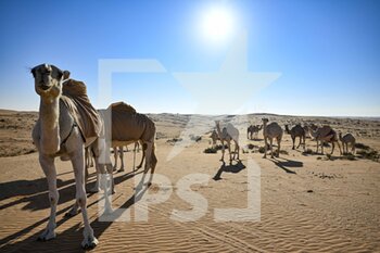 2023-01-06 - Camels illustration, during the Stage 6 of the Dakar 2023 between Haïl and Riyadh, on January 6th, 2023 in Haïl, Saudi Arabia - AUTO - DAKAR 2023 - STAGE 6 - RALLY - MOTORS