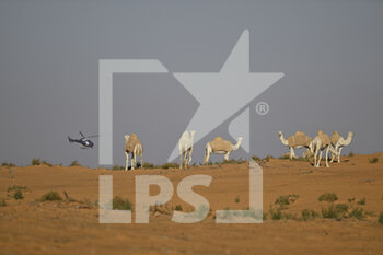 2023-01-06 - Helicopter, Camels, illustration, during the Stage 6 of the Dakar 2023 between Haïl and Riyadh, on January 6th, 2023 in Haïl, Saudi Arabia - AUTO - DAKAR 2023 - STAGE 6 - RALLY - MOTORS