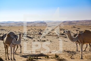 2023-01-06 - Camels, during the Stage 6 of the Dakar 2023 between Haïl and Riyadh, on January 6th, 2023 in Haïl, Saudi Arabia - AUTO - DAKAR 2023 - STAGE 6 - RALLY - MOTORS