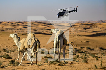 2023-01-06 - Helicopter, Camels, illustration, during the Stage 6 of the Dakar 2023 between Haïl and Riyadh, on January 6th, 2023 in Haïl, Saudi Arabia - AUTO - DAKAR 2023 - STAGE 6 - RALLY - MOTORS