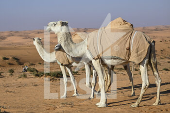 2023-01-06 - Camels, illustration, during the Stage 6 of the Dakar 2023 between Haïl and Riyadh, on January 6th, 2023 in Haïl, Saudi Arabia - AUTO - DAKAR 2023 - STAGE 6 - RALLY - MOTORS