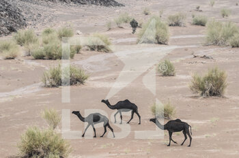2023-01-07 - Camels illustration during the Stage 7 of the Dakar 2023 around Al Duwadimi, on January 7th, 2023 in Al Duwadimi, Saudi Arabia - AUTO - DAKAR 2023 - STAGE 7 - RALLY - MOTORS