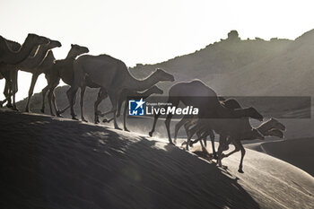 2023-10-15 - Camels during the Stage 2 of the Rallye du Maroc 2023, on October 15, 2023 around Zagora, Morocco - AUTO - RALLYE DU MAROC 2023 - RALLY - MOTORS