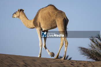 2023-10-15 - Camels during the Stage 2 of the Rallye du Maroc 2023, on October 15, 2023 around Zagora, Morocco - AUTO - RALLYE DU MAROC 2023 - RALLY - MOTORS