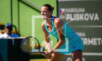 12/03/2023 - Karolina Pliskova of the Czech Republic in action during the third round of the 2023 BNP Paribas Open, WTA 1000 tennis tournament on March 12, 2023 in Indian Wells, USA - TENNIS - WTA - BNP PARIBAS OPEN 2023 - INTERNAZIONALI - TENNIS