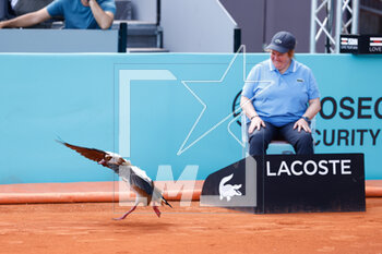 2023-04-27 - A duck is seen on court during the Mutua Madrid Open 2023, Masters 1000 tennis tournament on April 27, 2023 at Caja Magica in Madrid, Spain - TENNIS - MUTUA MADRID OPEN 2023 - INTERNATIONALS - TENNIS