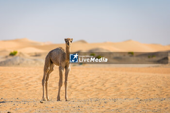 2024-03-02 - Chameau, camel during the Stage 5 of the 2024 Abu Dhabi Desert Challenge, on March 2, 2024 between Mzeer’ah and Abu Dhabi, United Arab Emirates - W2RC - ABU DHABI DESERT CHALLENGE 2024 - ENDURANCE - MOTORS