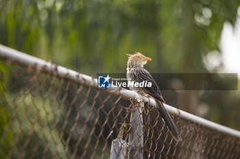 2024-07-11 - Guira Cantara bird during the 2024 Rolex 6 Hours of Sao Paulo, 5th round of the 2024 FIA World Endurance Championship, from July 12 to 14, 2024 on the Autódromo José Carlos Pace in Interlagos, Brazil - FIA WEC - 6 HOURS OF SAO PAULO 2024 - ENDURANCE - MOTORS