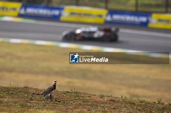 2024-07-12 - Bird during the 2024 Rolex 6 Hours of Sao Paulo, 5th round of the 2024 FIA World Endurance Championship, from July 12 to 14, 2024 on the Autódromo José Carlos Pace in Interlagos, Brazil - FIA WEC - 6 HOURS OF SAO PAULO 2024 - ENDURANCE - MOTORS