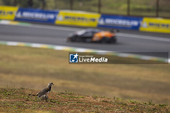 2024-07-12 - Bird during the 2024 Rolex 6 Hours of Sao Paulo, 5th round of the 2024 FIA World Endurance Championship, from July 12 to 14, 2024 on the Autódromo José Carlos Pace in Interlagos, Brazil - FIA WEC - 6 HOURS OF SAO PAULO 2024 - ENDURANCE - MOTORS