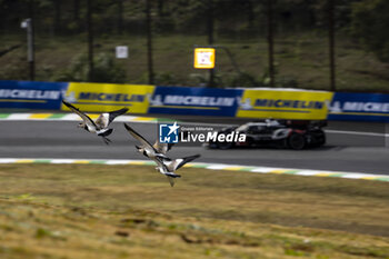 2024-07-12 - during the 2024 Rolex 6 Hours of Sao Paulo, 5th round of the 2024 FIA World Endurance Championship, from July 12 to 14, 2024 on the Autódromo José Carlos Pace in Interlagos, Brazil - FIA WEC - 6 HOURS OF SAO PAULO 2024 - ENDURANCE - MOTORS