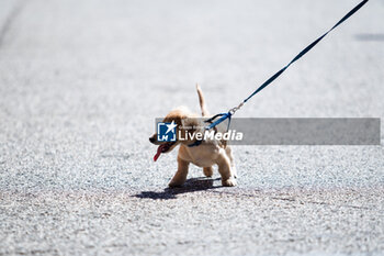 2024-05-18 - LECLERC Charles dog during the Formula 1 MSC Cruises Gran Premio del Made in Italy e Dell’Emilia-Romagne 2024, 7th round of the 2024 Formula One World Championship from May 17 to 19, 2024 on the Autodromo Enzo e Dino Ferrari, in Imola, Italy - F1 - EMILIA-ROMAGNA GRAND PRIX 2024 - FORMULA 1 - MOTORS