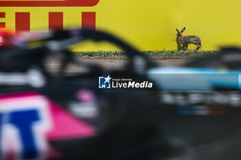 2024-05-18 - Rabbit, portrait during the Formula 1 MSC Cruises Gran Premio del Made in Italy e Dell’Emilia-Romagne 2024, 7th round of the 2024 Formula One World Championship from May 17 to 19, 2024 on the Autodromo Enzo e Dino Ferrari, in Imola, Italy - F1 - EMILIA-ROMAGNA GRAND PRIX 2024 - FORMULA 1 - MOTORS