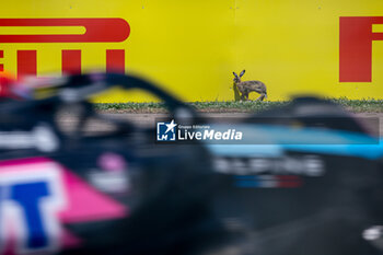 2024-05-18 - RABBIT during the Formula 1 MSC Cruises Gran Premio del Made in Italy e Dell’Emilia-Romagne 2024, 7th round of the 2024 Formula One World Championship from May 17 to 19, 2024 on the Autodromo Enzo e Dino Ferrari, in Imola, Italy - F1 - EMILIA-ROMAGNA GRAND PRIX 2024 - FORMULA 1 - MOTORS