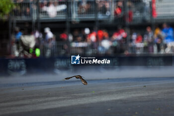 2024-06-07 - A bird during the Formula 1 AWS Grand Prix du Canada 2024, 9th round of the 2024 Formula One World Championship from June 07 to 09, 2024 on the Circuit Gilles Villeneuve, in Montréal, Canada - F1 - CANADIAN GRAND PRIX 2024 - FORMULA 1 - MOTORS