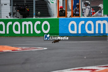 2024-06-07 - A groundhog during the Formula 1 AWS Grand Prix du Canada 2024, 9th round of the 2024 Formula One World Championship from June 07 to 09, 2024 on the Circuit Gilles Villeneuve, in Montréal, Canada - F1 - CANADIAN GRAND PRIX 2024 - FORMULA 1 - MOTORS