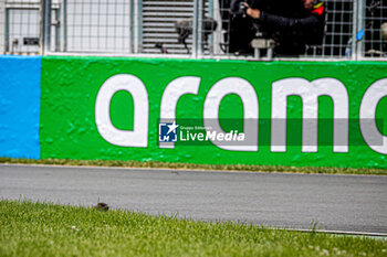 2024-06-07 - marmot on the grass near the track
during Formula 1 Aws Grand Prix du Canada 2024, Montreal, Quebec, Canada, from Jun 6th to 9th - Round 9 of 24 of 2024 F1 World Championship - FORMULA 1 AWS GRAND PRIX DU CANADA 2024 - FORMULA 1 - MOTORS