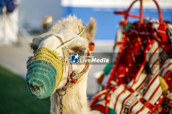 2024-01-24 - Camel ambiance, during the 2024 Diriyah E-Prix, 2nd meeting of the 2023-24 ABB FIA Formula E World Championship, on the Riyadh Street Circuit from January 25 to 27, in Diriyah, Saudi Arabia - 2024 FORMULA E DIRIYAH E-PRIX - FORMULA E - MOTORS