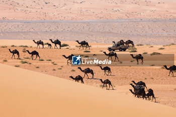 2024-01-10 - landscape, paysage, camels, during the Stage 5 of the Dakar 2024 on January 10, 2024 between Al-Hofuf and Subaytah, Saudi Arabia - DAKAR 2024 - STAGE 5 - RALLY - MOTORS