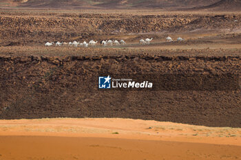 2024-01-15 - camels, landscape, paysage, during the Stage 8 of the Dakar 2024 on January 15, 2024 between Al Duwadimi and Hail, Saudi Arabia - DAKAR 2024 - STAGE 8 - RALLY - MOTORS