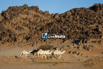2024-01-18 - landscape, paysage, camels during the Stage 11 of the Dakar 2024 on January 18, 2024 between Al Ula and Yanbu, Saudi Arabia - DAKAR 2024 - STAGE 11 - RALLY - MOTORS