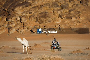 2024-01-18 - 76 LEPAN Jean-Loup (fra), DUUST Diverse Racing, KTM, Moto, FIM W2RC, action camel during the Stage 11 of the Dakar 2024 on January 18, 2024 between Al Ula and Yanbu, Saudi Arabia - DAKAR 2024 - STAGE 11 - RALLY - MOTORS