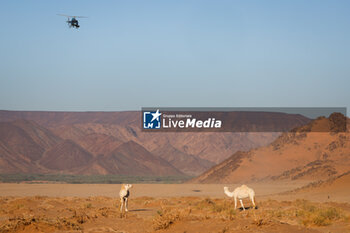 2024-01-18 - camels and helicopter during the Stage 11 of the Dakar 2024 on January 18, 2024 between Al Ula and Yanbu, Saudi Arabia - DAKAR 2024 - STAGE 11 - RALLY - MOTORS