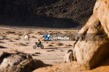 2024-01-18 - 350 GROUWELS Roger (nld), VAN NEDERPELT Ronald (nld), Raceart / QFF Racing, Can-Am Maverick X3, action during the Stage 11 of the Dakar 2024 on January 18, 2024 between Al Ula and Yanbu, Saudi Arabia - DAKAR 2024 - STAGE 11 - RALLY - MOTORS
