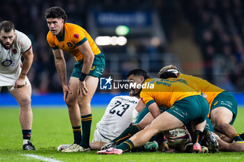 09/11/2024 - Tom Wright of Australia during the Autumn Nations Series 2024 rugby union match between England and Australia on 9 November 2024 at Allianz Stadium in Twickenham, England - RUGBY - AUTUMN NATIONS SERIES 2024 - ENGLAND V AUSTRALIA - AUTUMN NATIONS SERIES - RUGBY